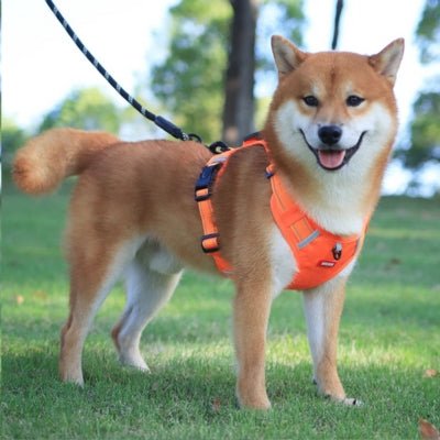 Harnais chien | DogFit™ - Soigne Ton Char